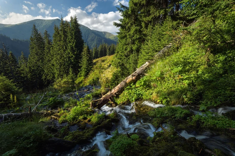 Carpathian Mountains
